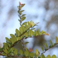 Ficus diversiformis Miq.